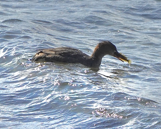merganser
